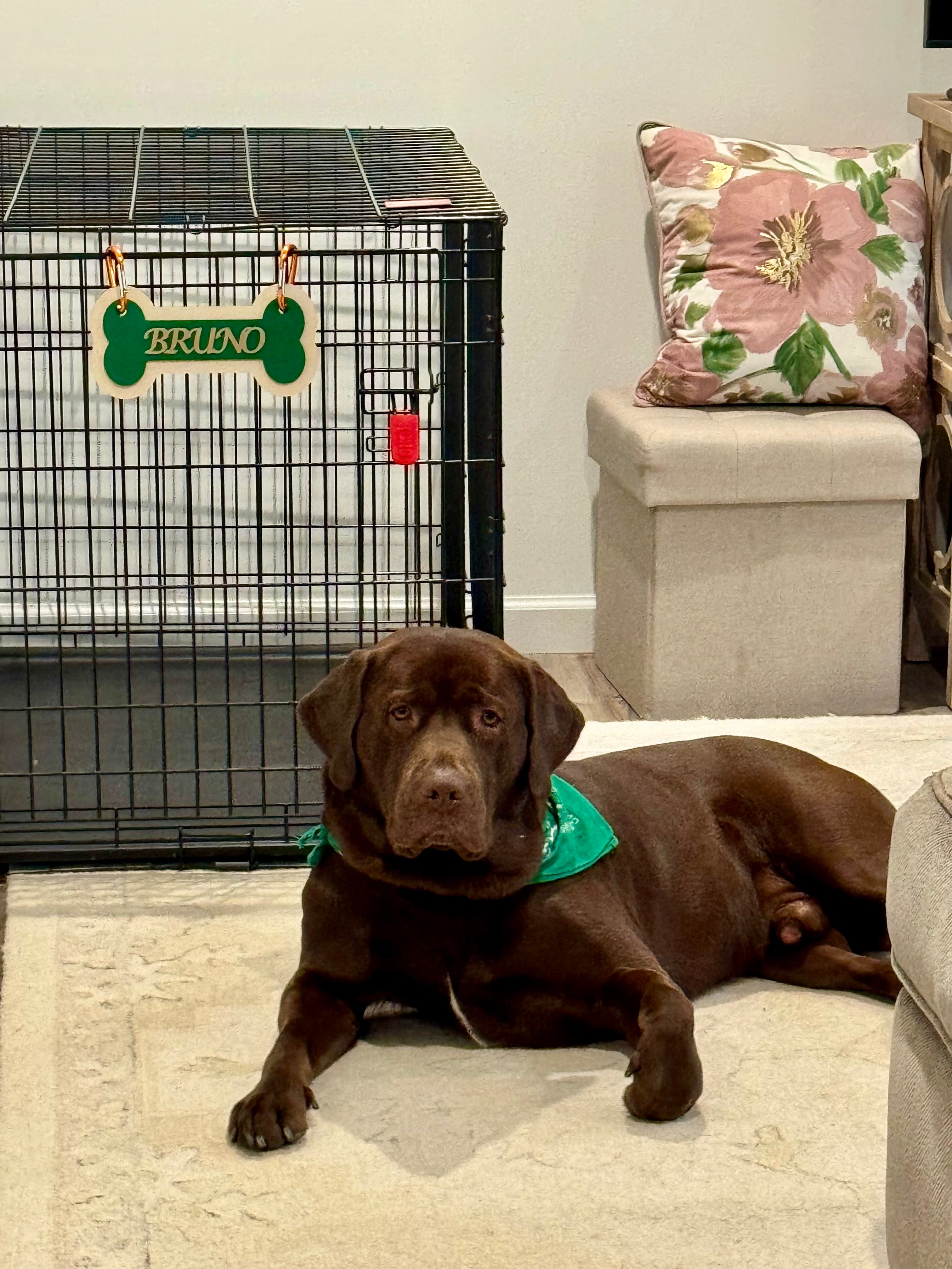Custom Dog Crate Tag